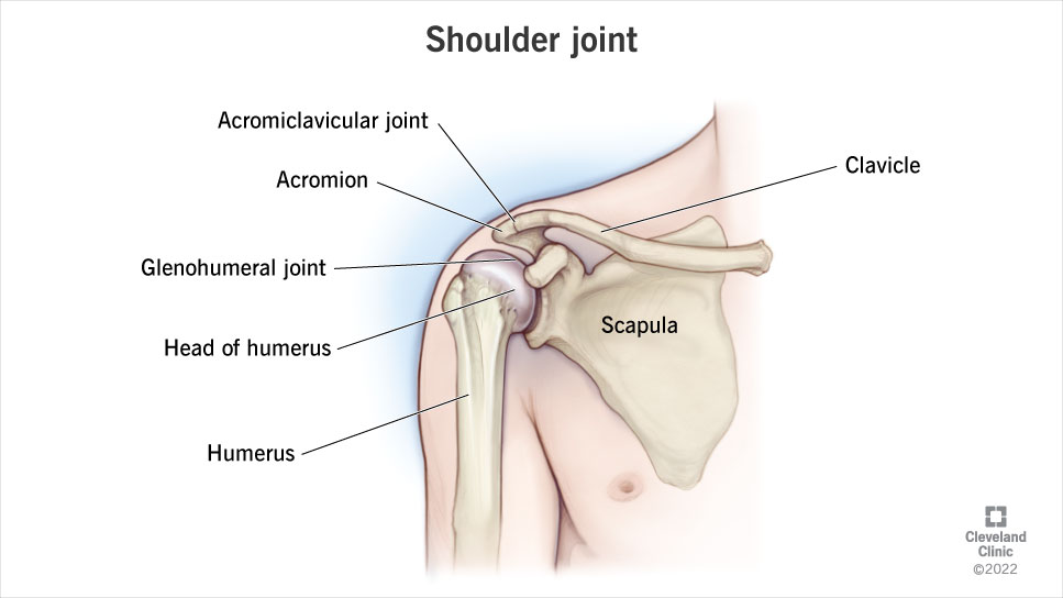 Anatomy of a shoulder joint, with glenohumeral joint, clavicle, humerus and scapula.