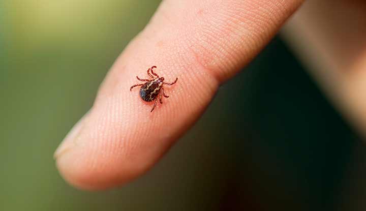 Photo of a tick sitting on a person’s arm.