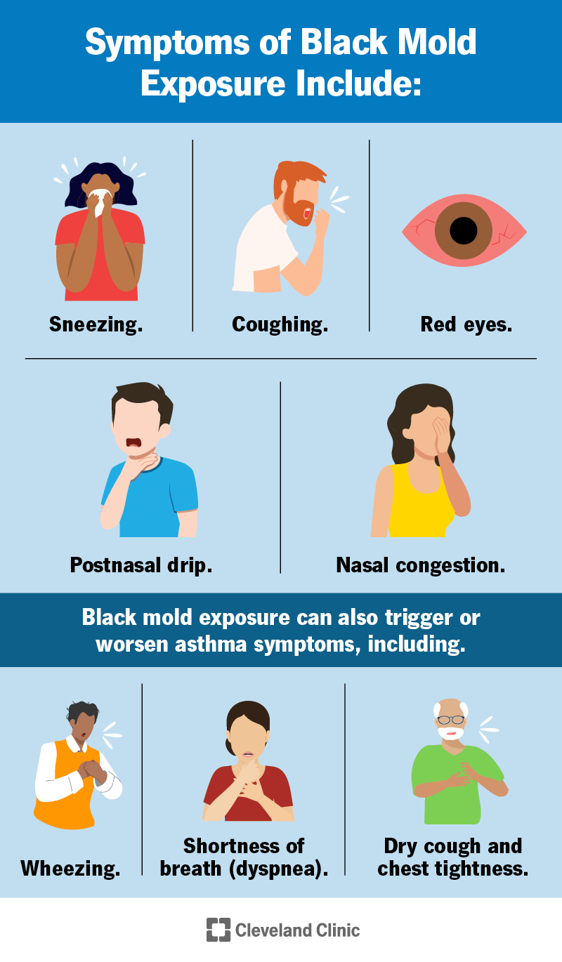 Black Mold Exposure: Symptoms, Risks & Treatment