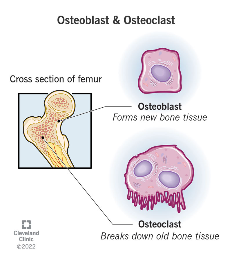 Illustrations of an osteoblast and osteoclast in a femur (thigh bone).