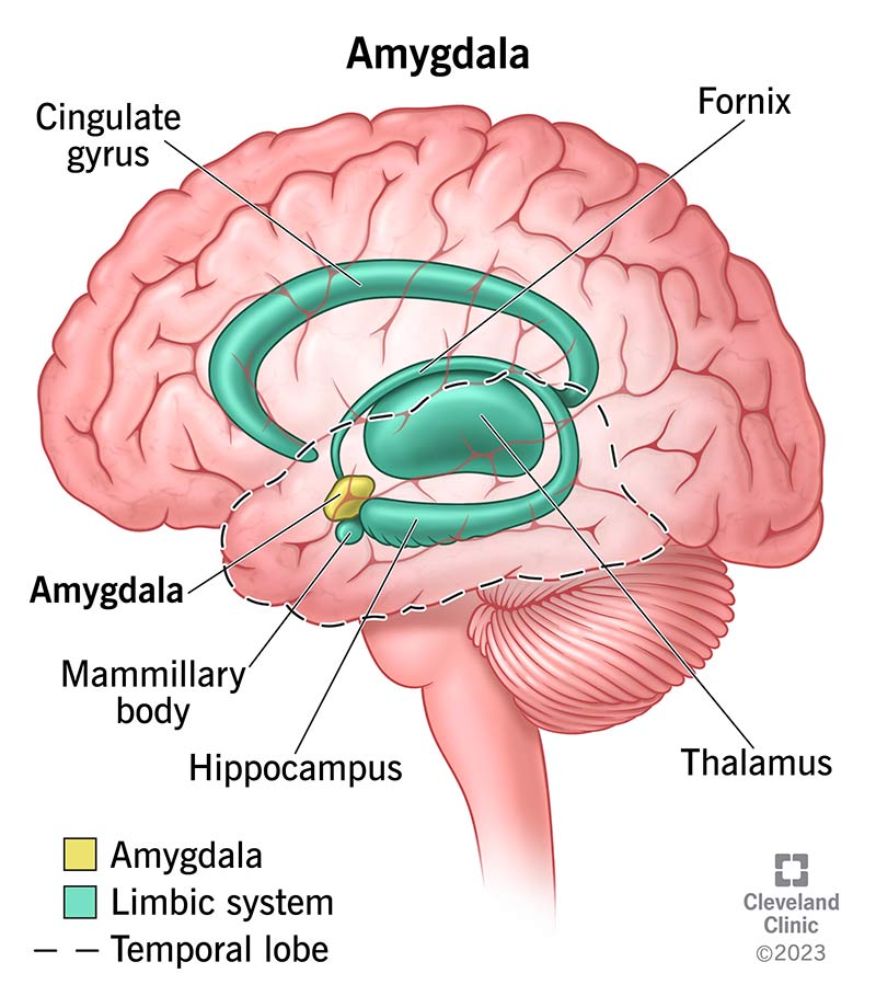 The amygdala is a paired internal brain structure (both are referred to as one structure). It handles emotional processing.