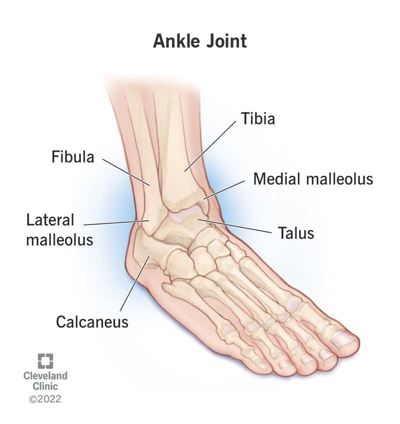 A labeled illustration of the bones in an ankle joint