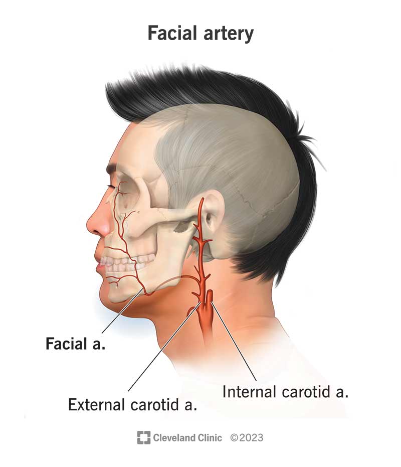 Facial artery branching off the external carotid artery.