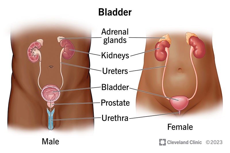 In people AMAB, the bladder is in front of the rectum. In people AFAB, it is front of the vagina.