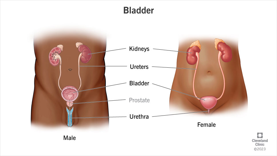 In males, the bladder is in front of the rectum. In females, it is front of the vagina.