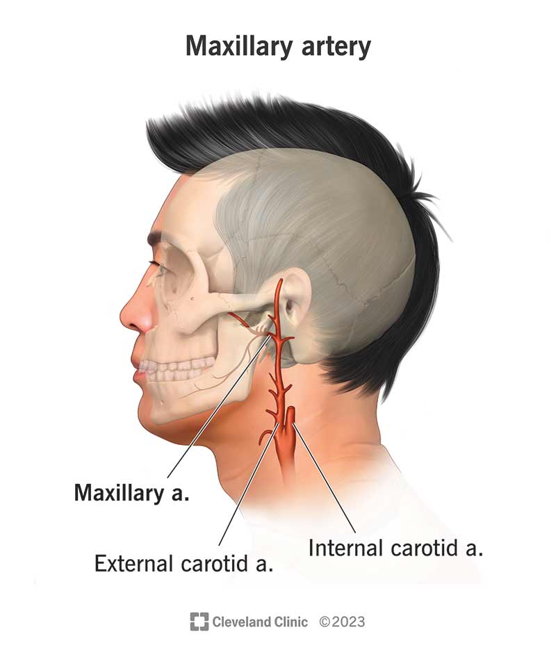 Maxillary artery branching off the external carotid artery