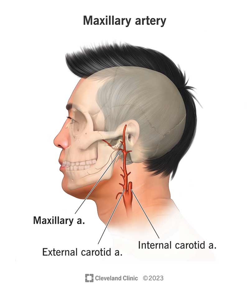 internal carotid artery in ear