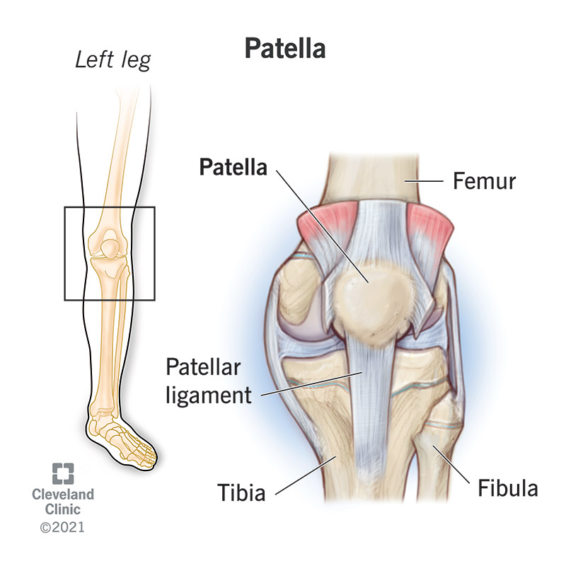 Labled anatomy of the patella bone and knee