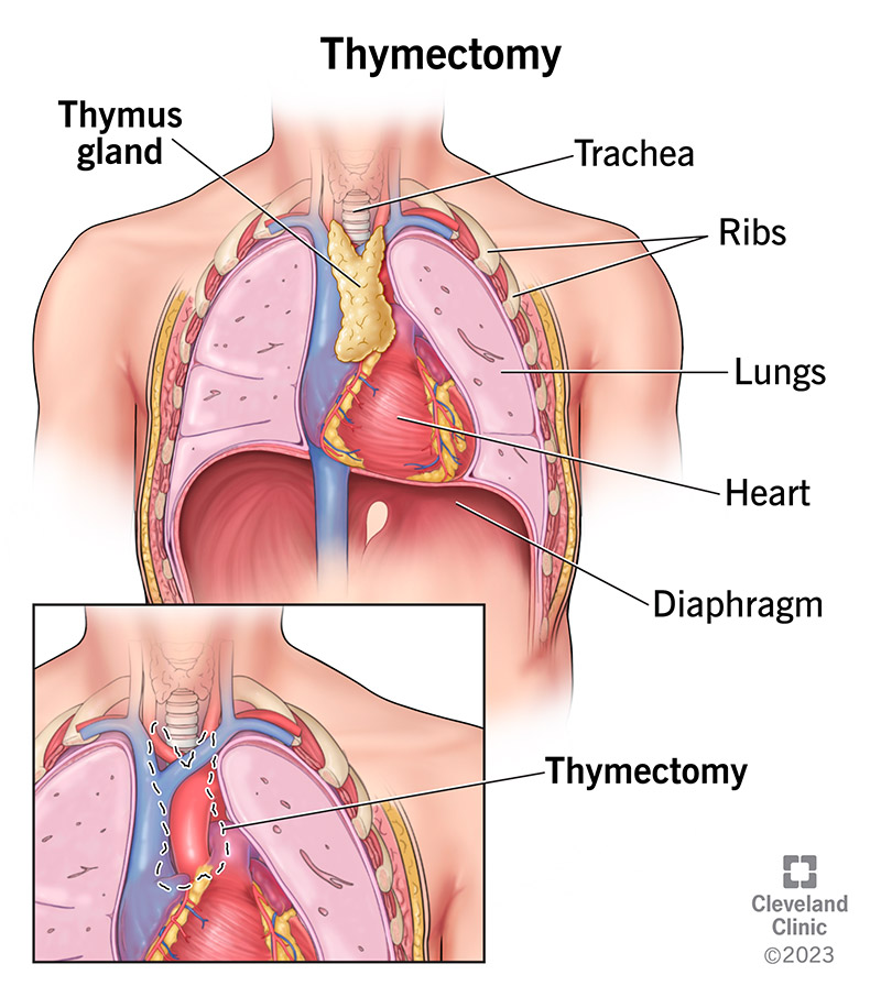 thymus gland