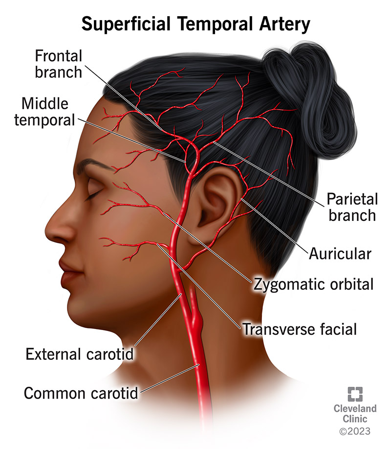 the temple of face anatomy