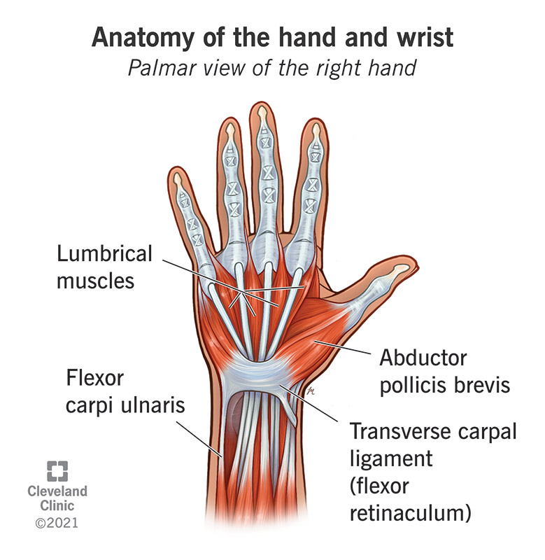 Labeled muscles of the hand and wrist from the palmar view (palm side up)
