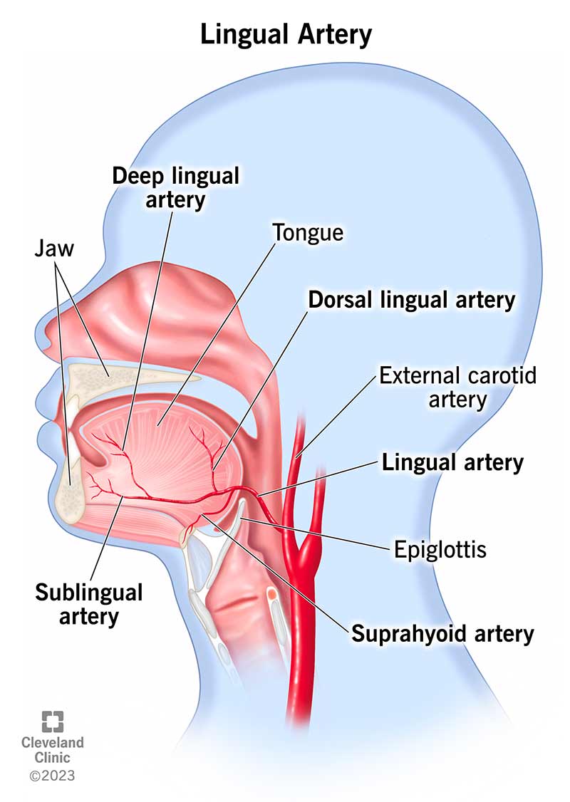Your lingual artery brings blood from your neck to many parts of your mouth.