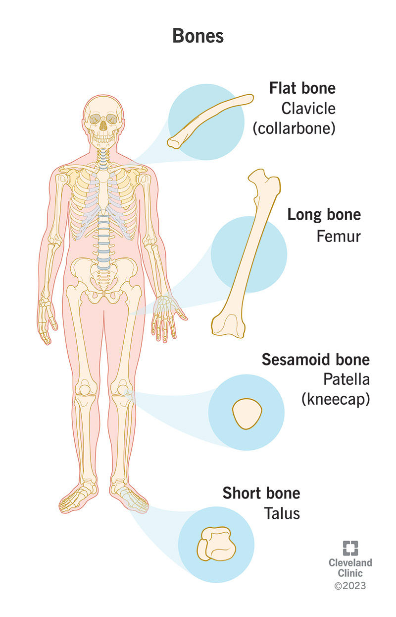 The four types of bones (flat bone, long bone, sesamoid bone and short bone) with examples.