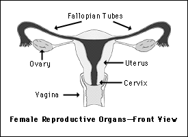 Female reproductive organs.