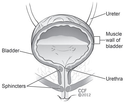 Pregnancy: Incontinence & Bladder Control | Cleveland Clinic