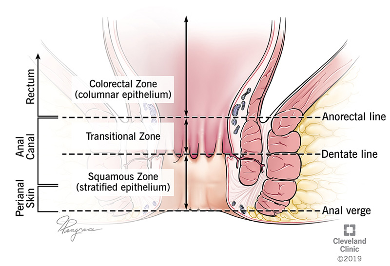Illustration of the anal canal, anal verge, dentate line, anorectal line, perianal skin, rectum, colorectal zone, columnar epithelium, transitional zone, squamous zone, and stratified epithelium.