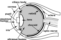 Eye Problems | Cleveland Clinic Children's