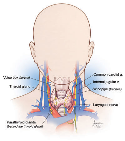 parathyroidectomy 