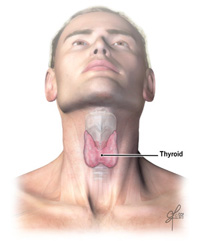 Emplacement de la thyroïde dans la gorge.