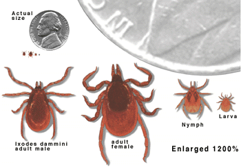 Where can you find photos of tick bites?