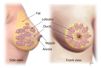 Front and side views of components of breast tissue including fat, lobules, ducts, nipple and areola.