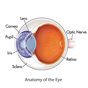 A diagram of an eyeball features the lens, cornea, pupil, iris, sclera, retina and the optic nerve.