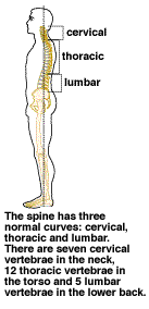 Overview of the Spine | Cleveland Clinic