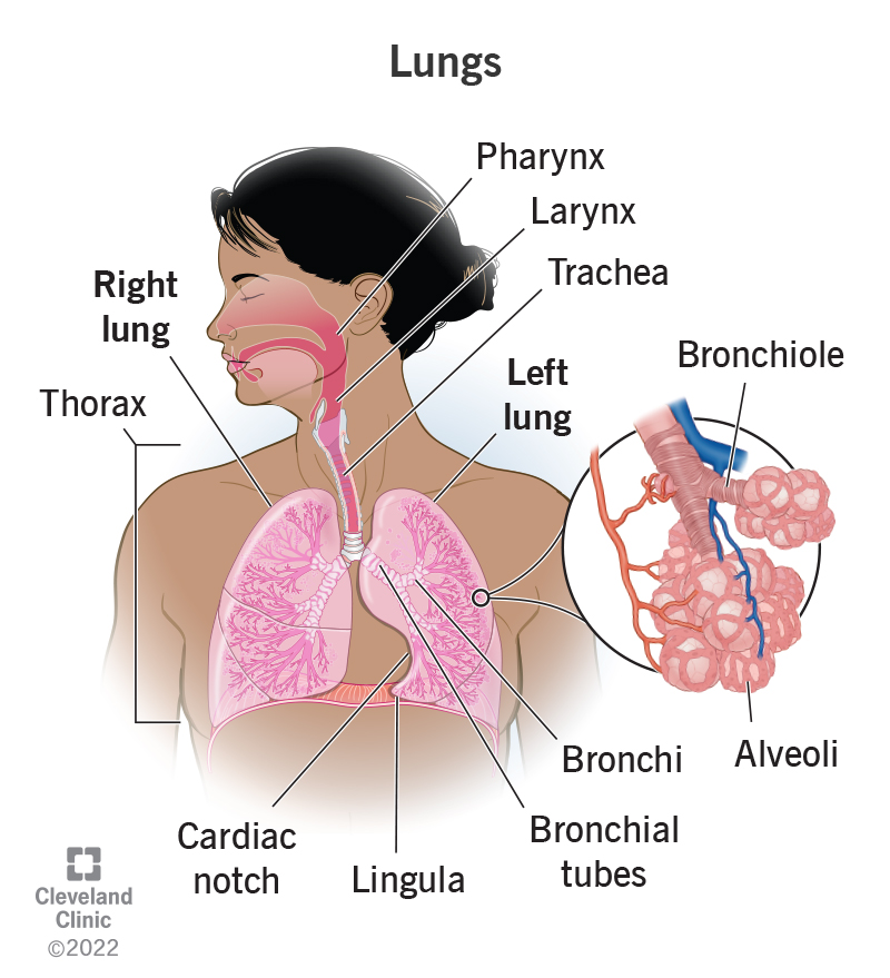 The respiratory tract of a woman includes the pharynx, larynx, trachea, the right and left lung, with their bronchi, bronchial tubes, bronchioles, alveoli’s and the left lung’s lingula and cardiac notch.