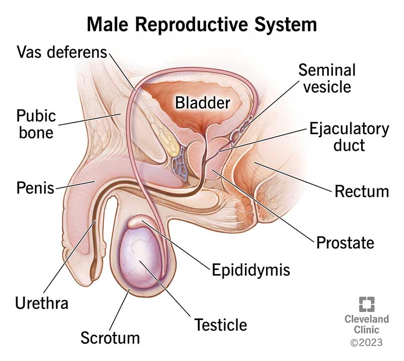 The male reproductive system consists of internal and external parts. External parts include the penis, scrotum and testicles. Internal parts consist of the urethra, prostate and ejaculatory ducts.