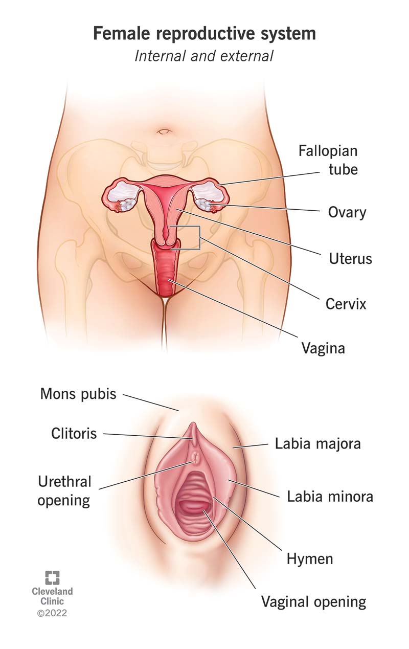 Labeled diagram of the internal and external anatomy of the female reproductive system.