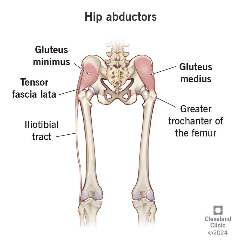 Anatomy of hip abductors, including gluteus minimus and gluteus medius