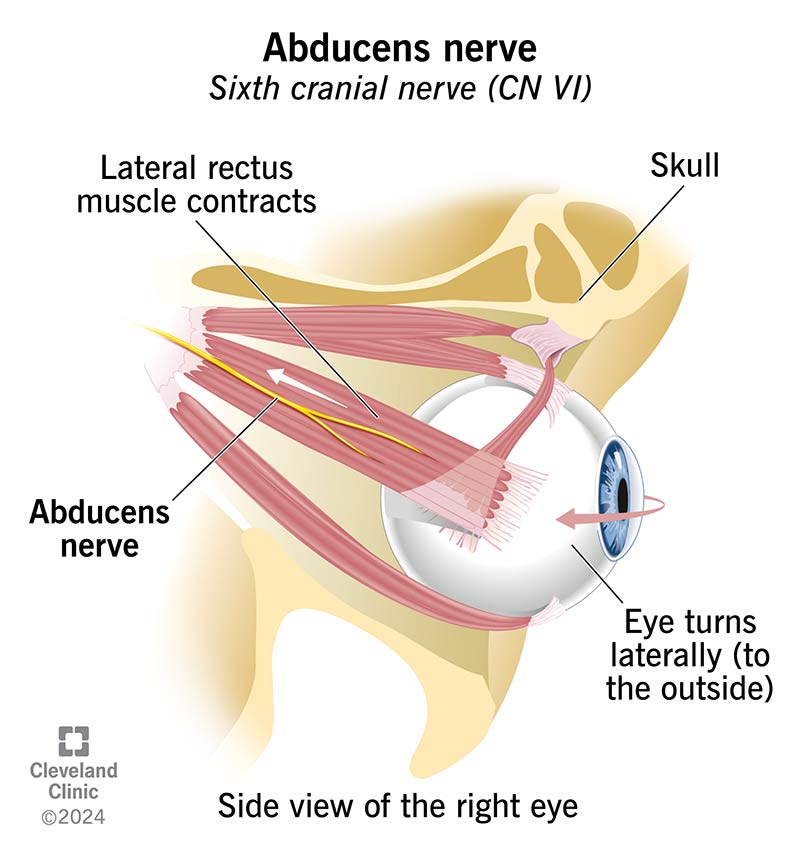 A side view of the abducens nerve on a human right eye