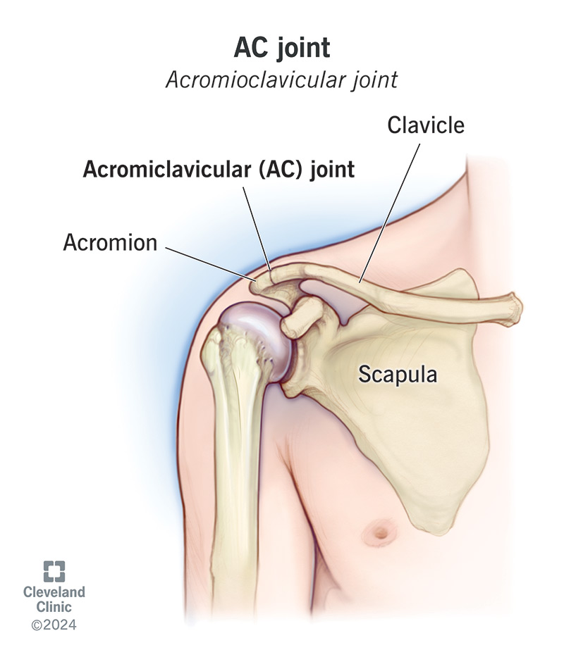 The AC joint is where the top of your shoulder blade meets your collarbone.