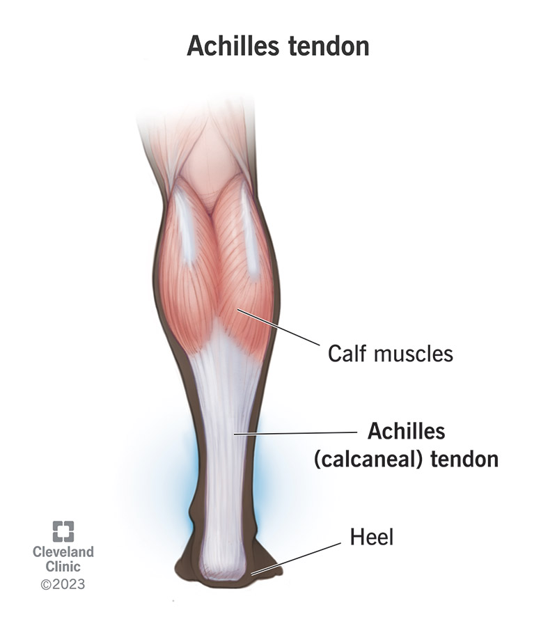 The Achilles tendon connects your calf muscles to your heel bone (calcaneus).