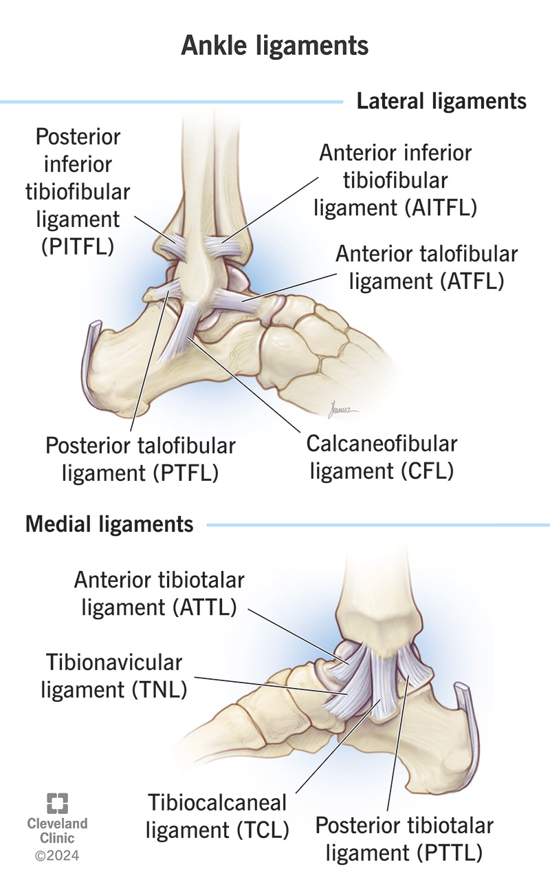 Some of your ankle ligaments.