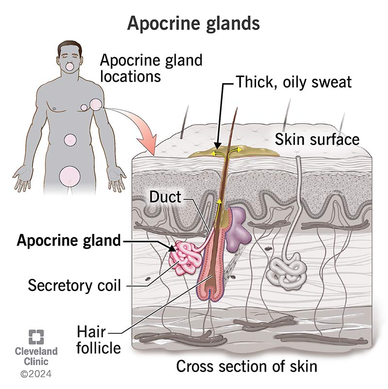 Apocrine gland locations, includng armpits and gentials, and function