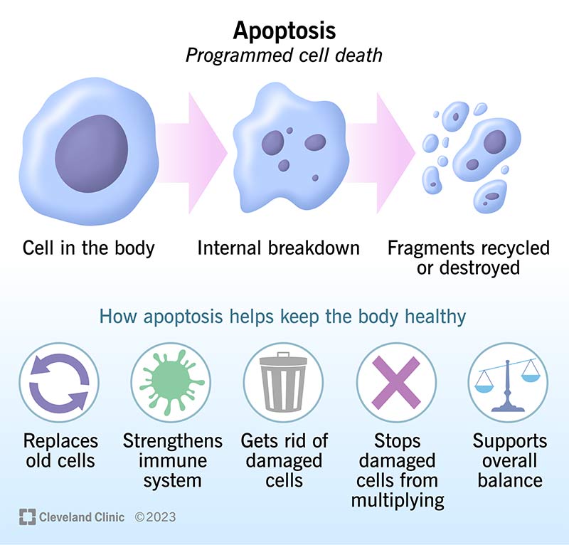 Apoptosis gets rid of cells by breaking them into bits your body recycles or destroys