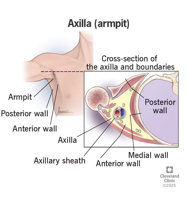 External and internal views of the axilla (armpit).