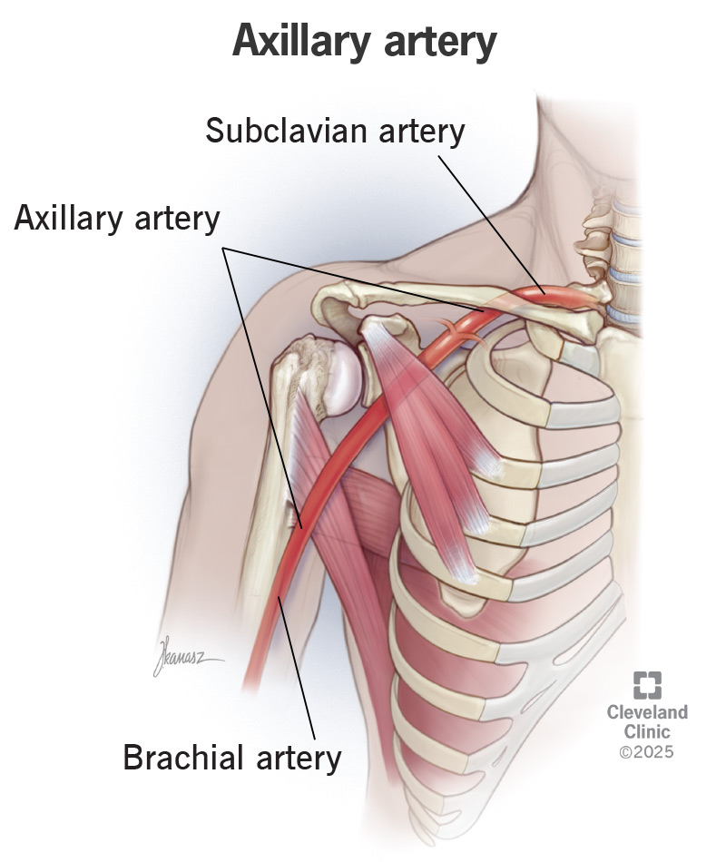The axillary artery is located in the armpit