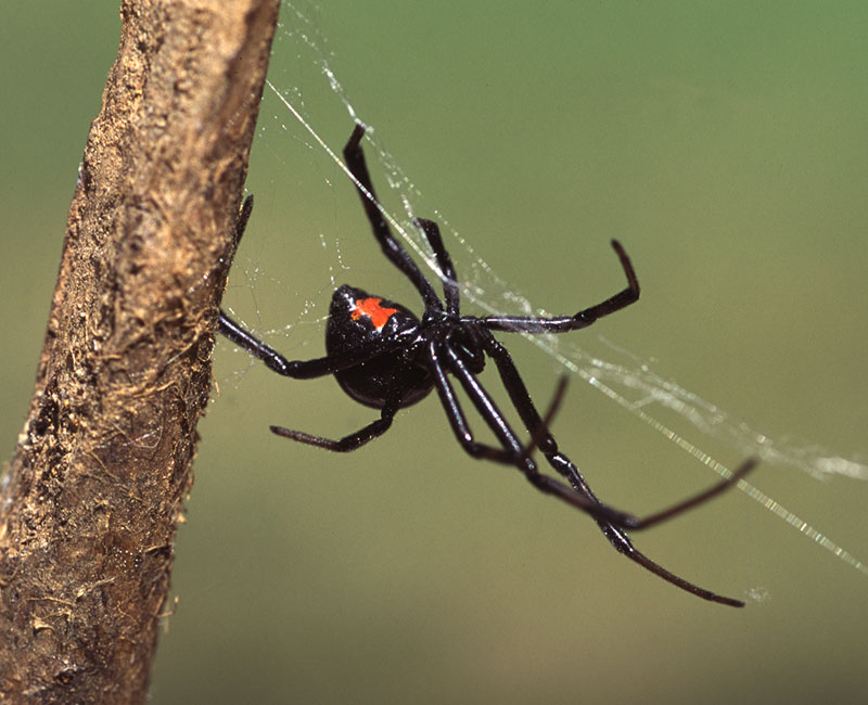 Female black widows have a distinctive red hourglass-shaped marking on the underside of their bodies.