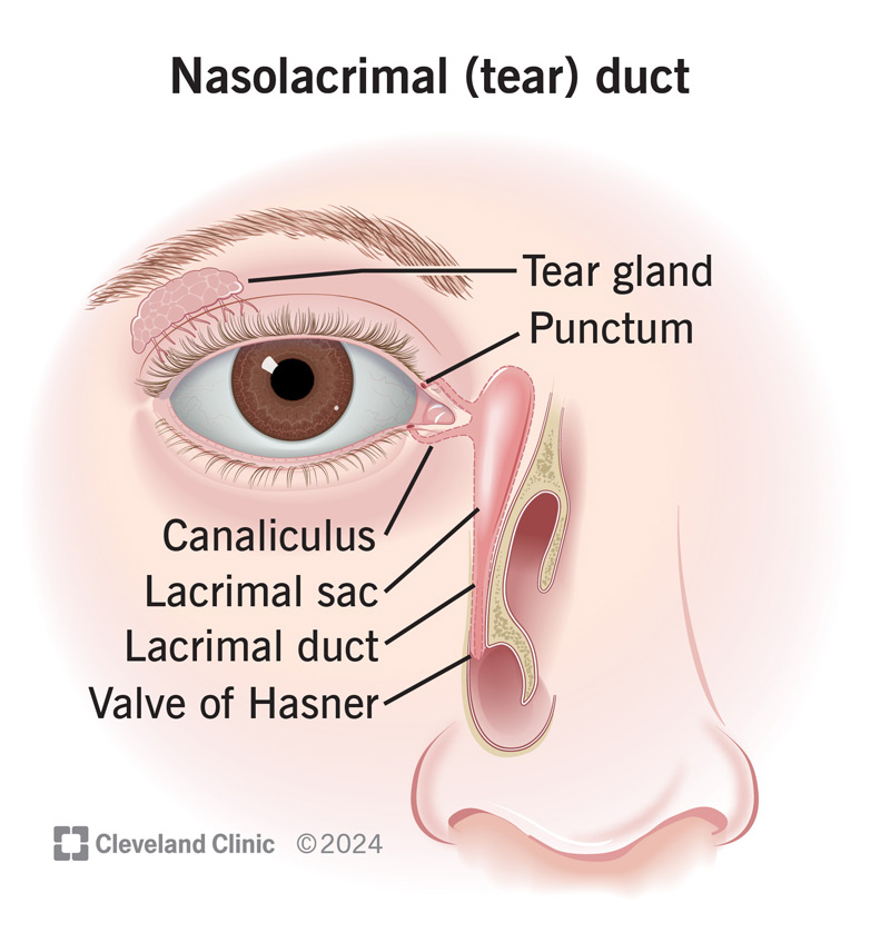 Tear fluid travels through the lacrimal duct before exiting through the Valve of Hasner and into your nasal cavity.