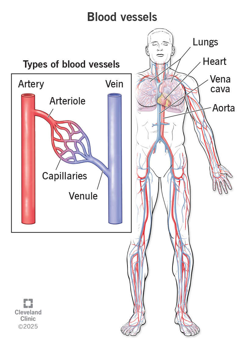 Various types of blood vessels play a role in carrying blood through your body