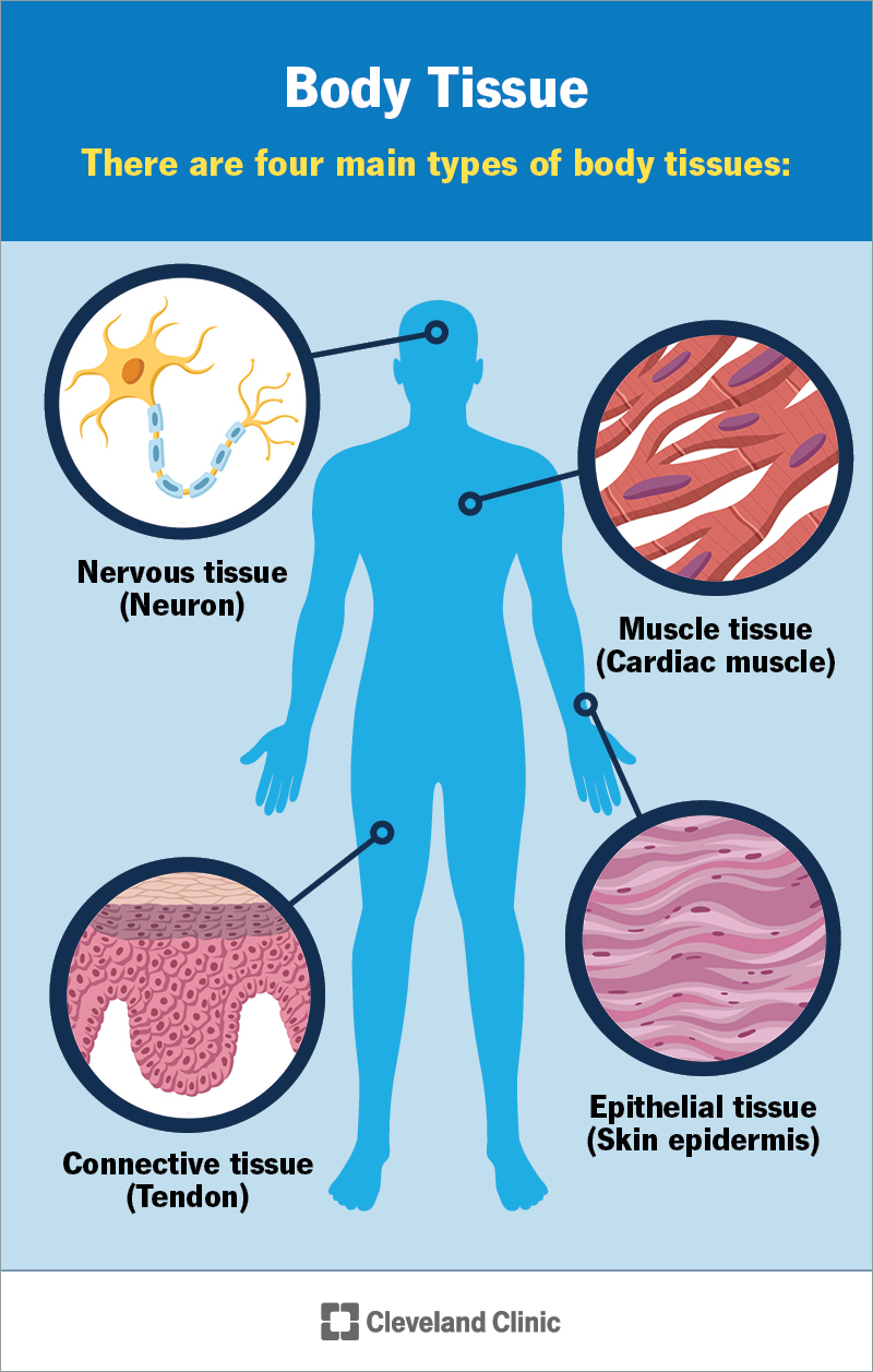 Every part of your body consists of at least one type of tissue, including connective, epithelial, muscle or nervous tissue