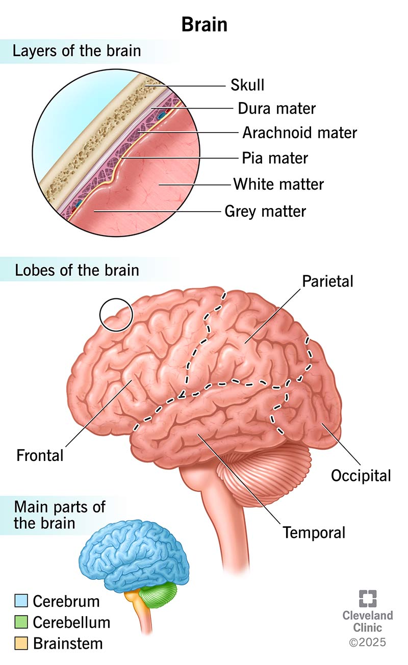 The layers, lobes and main parts of the human brain