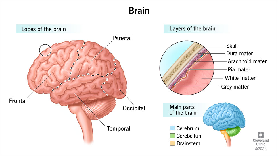 The layers, lobes and main parts of the human brain.