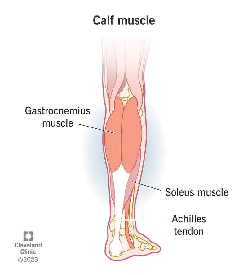 Your calf muscle is made up of two muscles that attach to your Achilles tendon.