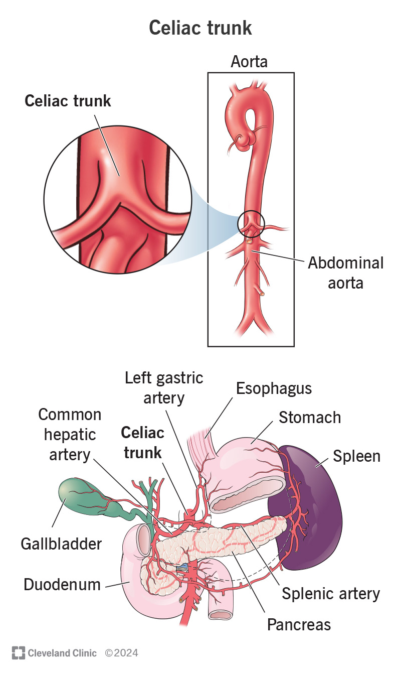 Your celiac trunk branches off from your body’s biggest artery and sends blood to some of your digestive organs.