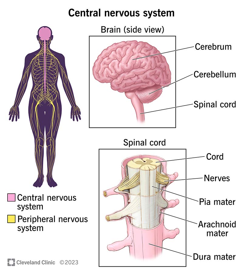 The location of the central nervous system and peripheral nervous system in the human body.