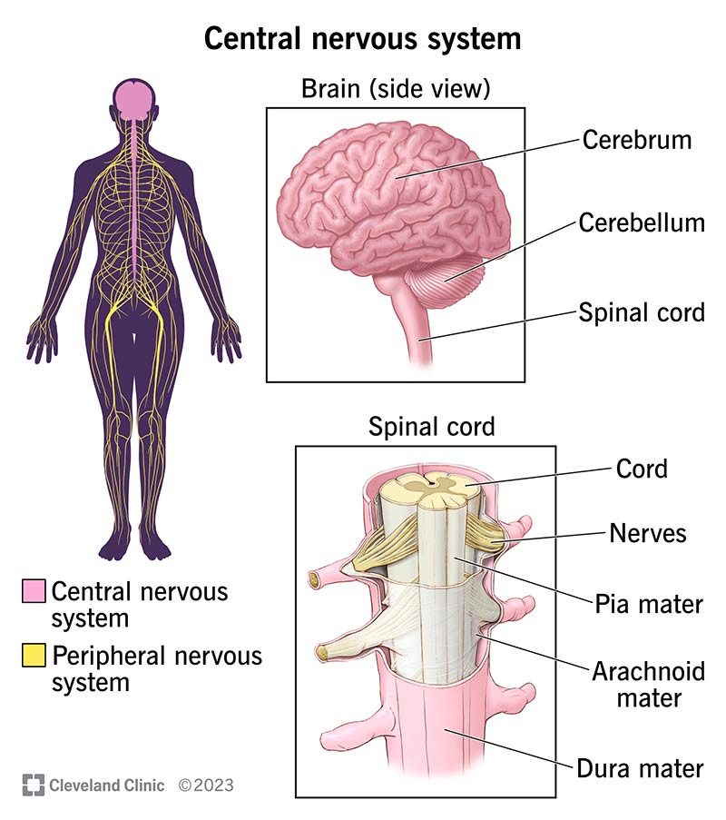 Simple Central Nervous System Diagram