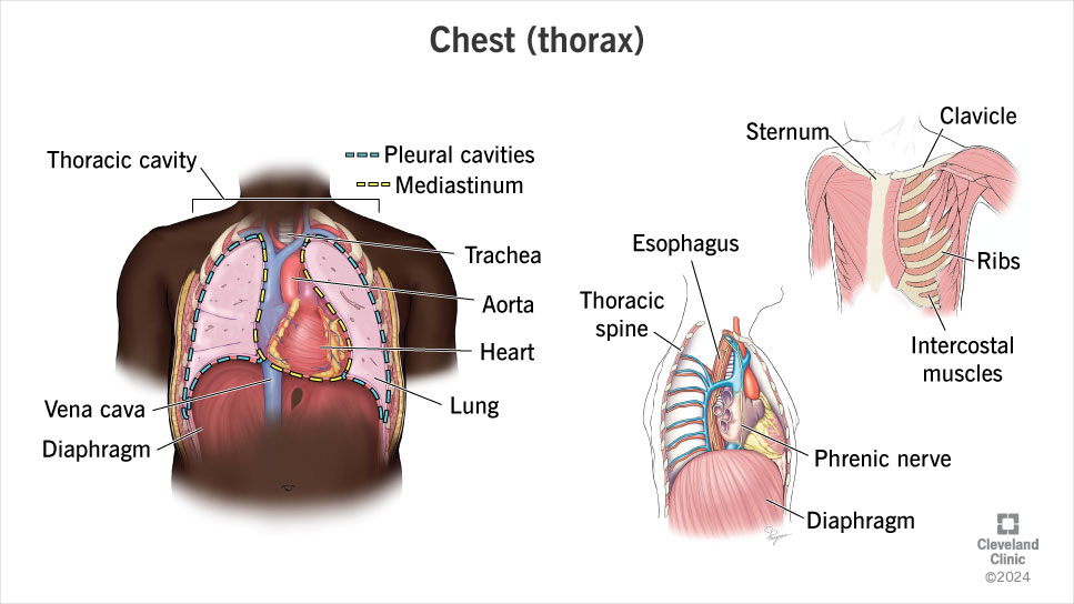 Your chest is a bony cage with critical organs like your heart and lungs inside and an outer covering of muscles and skin